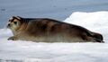 Bearded Seal at Svalbard (cropped).jpg
