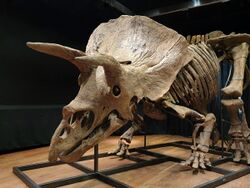 Big John triceratops sold at auction in Paris.jpg