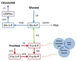 Biochemical Pathway for Cellulose Synthesis.jpg