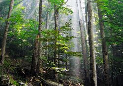 Old-growth beech forest in Biogradska Gora National Park, Montenegro