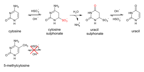 When treated with sodium bisulfite, cytosine is converted to uracil, while methylated cytosine is unaffected.