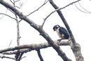 Black-thighed Falconet.jpg