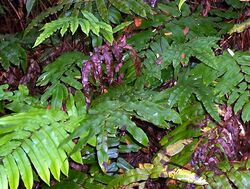 Blechnum wattsii Deua NP.jpg