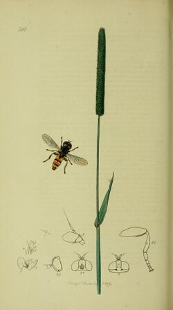 Britishentomologyvolume8Plate749.jpg