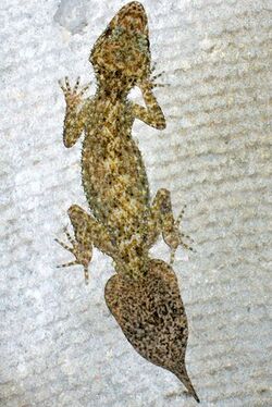 Broad-Tailed Gecko Chatswood.jpg