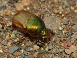 Bronze Dung Beetle (Onitis alexis) (11687553905).jpg