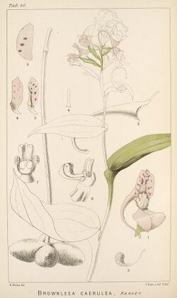 Brownleea caerulea - Icones Orchidearum Austro-Africanarum plate 40 (1896).jpg