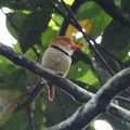 Bucco capensis - Collared Puffbird.JPG