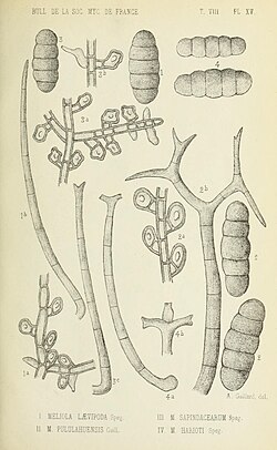 Bulletin de la Société mycologique de France (15436708604).jpg