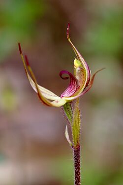 Caladenia leptochila - Flickr. 003.jpg