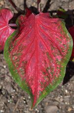 Caladium 'Scarlet Flame' Leaf.JPG