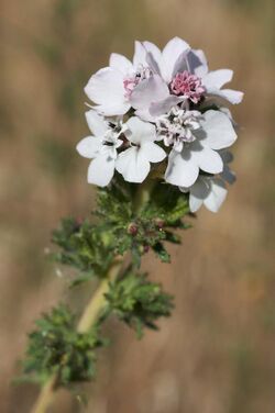 Calycadenia multiglandulosa2836.jpg