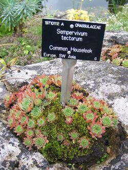 Sempervivum tectorum, type species