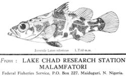 A juvenile Nile perch (Lates niloticus), postcard drawing by Mrs. Hopson, 1966, Lake Chad Research Station, Malamfatori, Nigeria