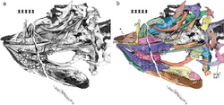 Cartorhynchus-fig2-skull.png