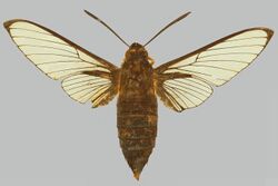 Cephonodes titan BMNHE274335 male up.jpg