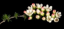 Chamelaucium pauciflorum subsp. Perenjori - Flickr - Kevin Thiele.jpg