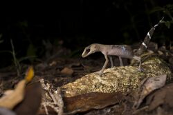 Chameleon Gecko (Carphodactylus laevis).jpg