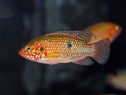 Cichlidae - Hemichromis lifalili.JPG