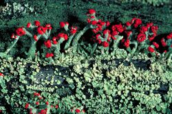 Cladonia cristatella EPA.jpg