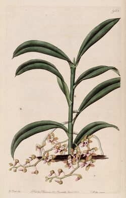 Cleisostoma recurvum (as Sarcanthus rostratus) - Bot. Reg. 12 pl. 981 (1826).jpg