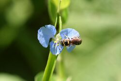Commelina diffusa pollinator Layton 171 XTBG.JPG