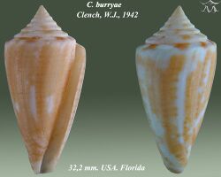 Conus burryae 1.jpg