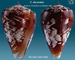 Conus decoratus 2.jpg