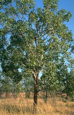 Corymbia foelscheana.jpg