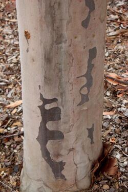 Corymbia variegata trunk Mount Annan.jpg