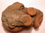 A group of spiral-shaped fossils