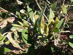 Damage caused by Myrtle Rust, a plant fungus (8069323577).jpg