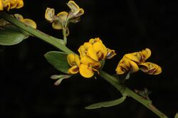 Daviesia elliptica.jpg