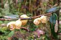 Dendrobium aurantiroseum (48607078318).jpg