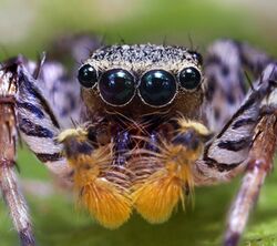 Dimorphic Jumping Spider.jpg