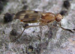 Diptera-Clusiidae-Paraclusia-tigrina-20110910a.JPG