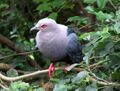Ducula pinon (Pinon Imperial-pigeon)8.jpg