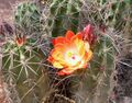 Echinocereus triglochidiatus arizonicus flower.jpg