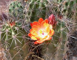 Echinocereus triglochidiatus arizonicus flower.jpg