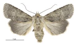 Ectopatria aspera female.jpg