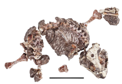 Eomurruna holotype-removebg-preview.png