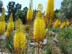 Eremurus stenophyllus 2015-07-01 3762.jpg