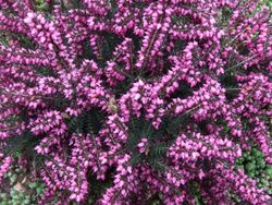 Erica darleyensis a1.jpg