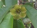 Ericales - Deherainia smaragdina - kew 2.jpg