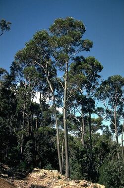Eucalyptus subcrenulata.jpg