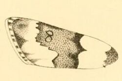 Eudonia phaeoleuca wing.JPG