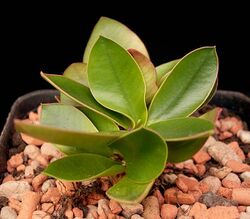 Euphorbia quartziticola1 ies.jpg