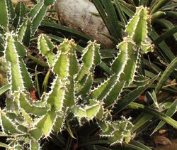 Euphorbia rowlandii - specimen in Botanical Garden.jpg