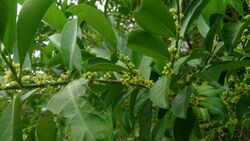 False Lime (Suregada multiflora).jpg