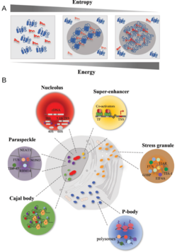 Formation and examples of membraneless organelles.png